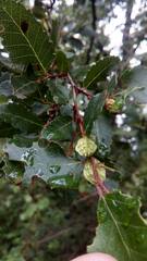 Nothofagus obliqua
