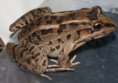 Leptodactylus macrosternum