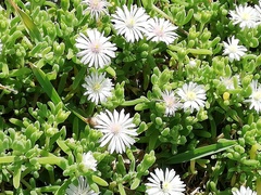 Drosanthemum candens