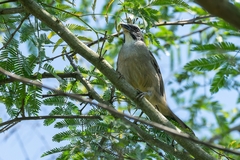 Saltator similis