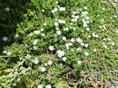Drosanthemum candens
