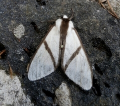 Turuptiana obliqua