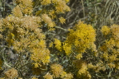 Ericameria nauseosa