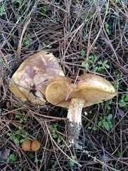 Suillus bellinii