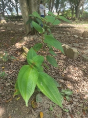 Miconia crenata