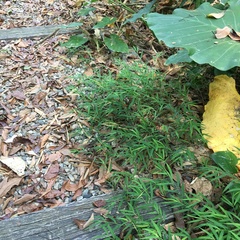 Microstegium ciliatum