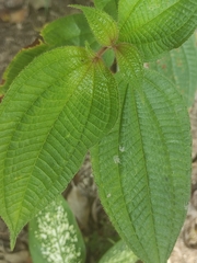 Miconia crenata
