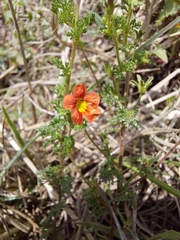 Jamesbrittenia aurantiaca