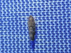 Scaphoideus productus