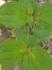 Miconia crenata