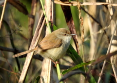 Prinia inornata