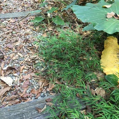 Microstegium ciliatum