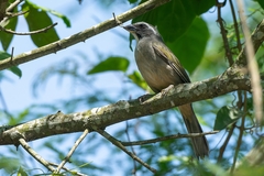 Saltator similis