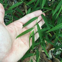 Microstegium ciliatum