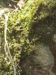 Frullania dilatata