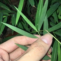 Microstegium ciliatum