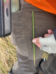 Schoenoplectus americanus