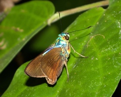 Telegonus alardus