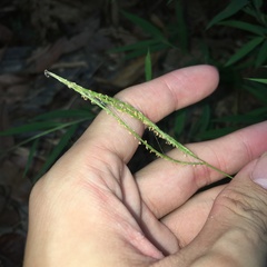 Microstegium ciliatum