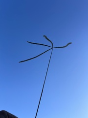 Eleusininae