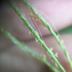 Microstegium ciliatum