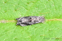 Stathmopodidae