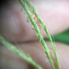 Microstegium ciliatum