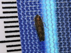 Scaphoideus productus