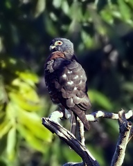 Harpagus bidentatus
