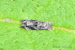 Stathmopodidae