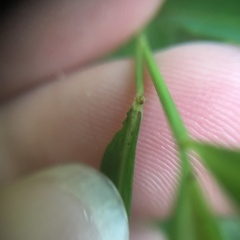 Microstegium ciliatum