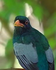 Trogon massena