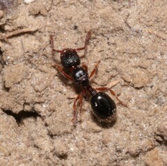 Myrmecina graminicola
