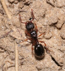 Myrmecina graminicola