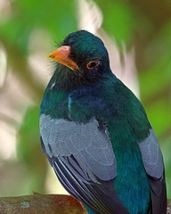 Trogon massena