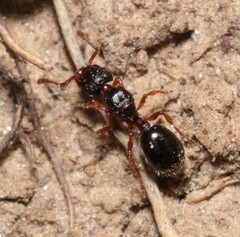Myrmecina graminicola