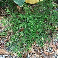 Microstegium ciliatum