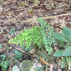 Adiantum tenerum