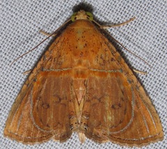 Eulepidotis bourgaulti