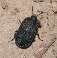 Thanatophilus rugosus