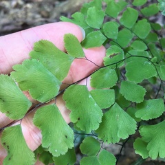 Adiantum tenerum