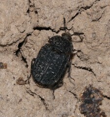 Thanatophilus rugosus