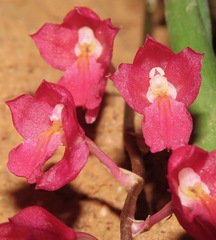 Rodriguezia lanceolata