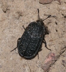 Thanatophilus rugosus