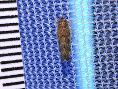 Scaphoideus productus