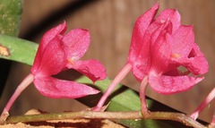 Rodriguezia lanceolata