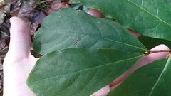Asimina parviflora