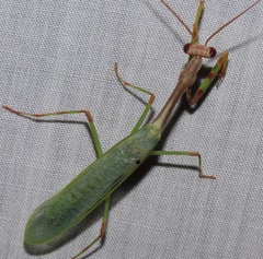 Parastagmatoptera