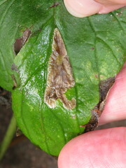 Phytomyza hydrophyllivora