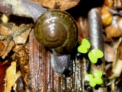 Helminthoglypta